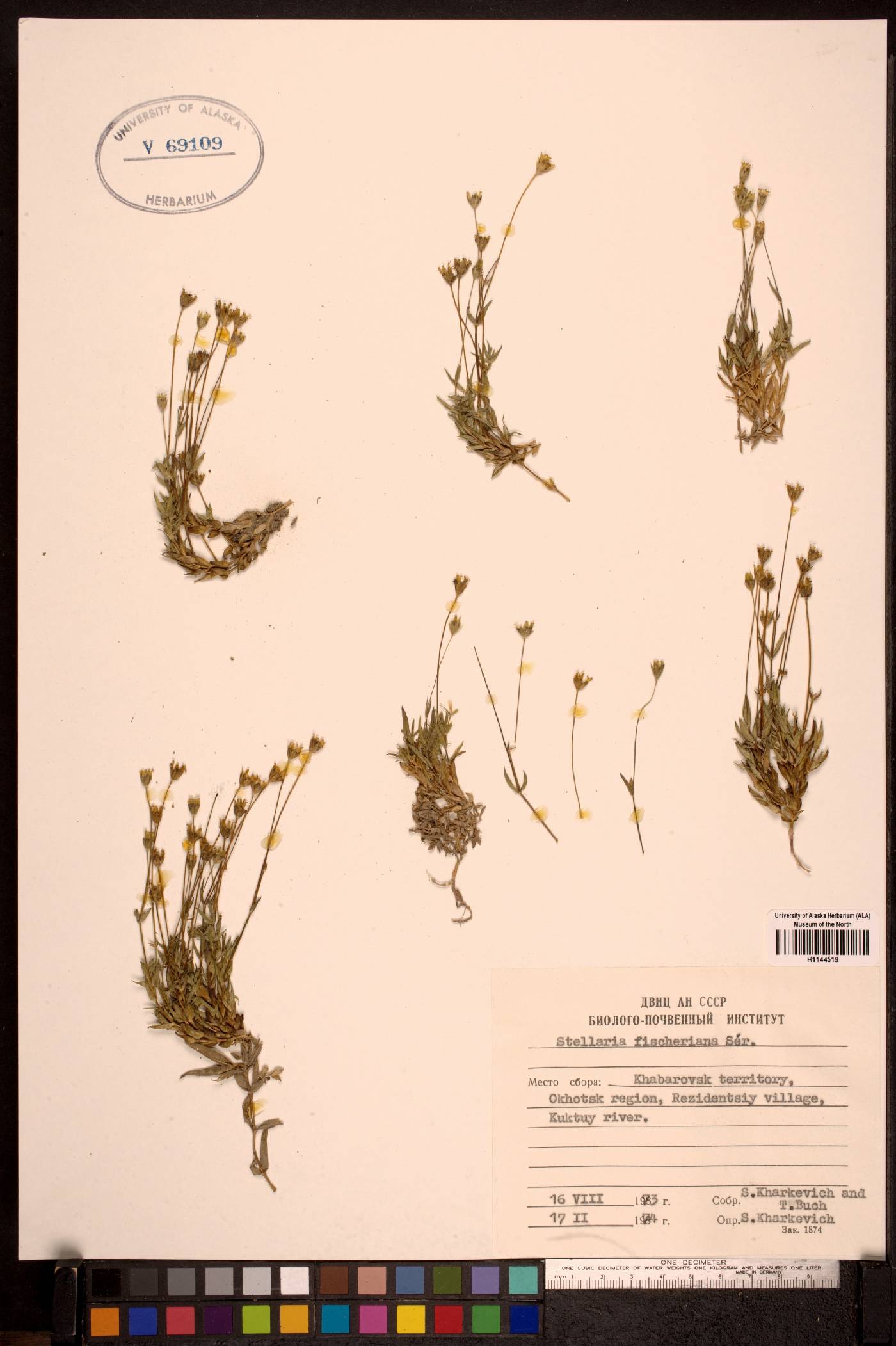 Stellaria fischeriana image