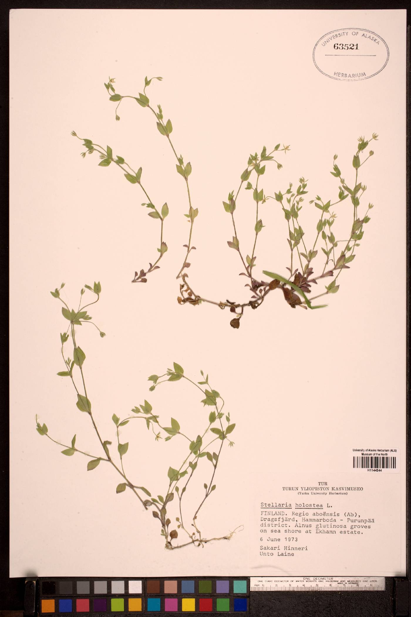 Stellaria holostea image