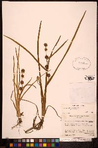 Sparganium angustifolium image