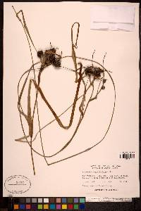 Sparganium angustifolium image