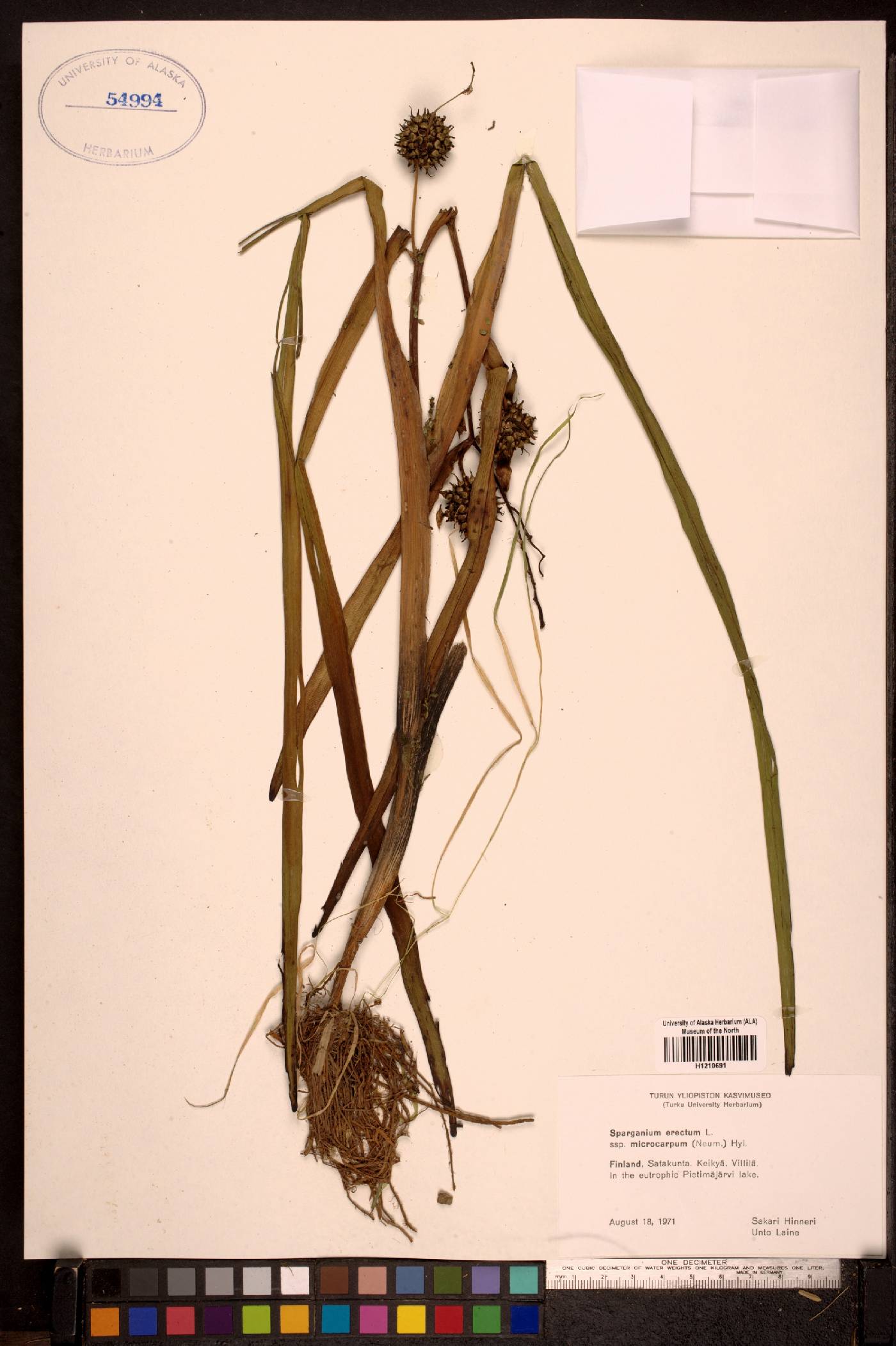 Sparganium erectum image