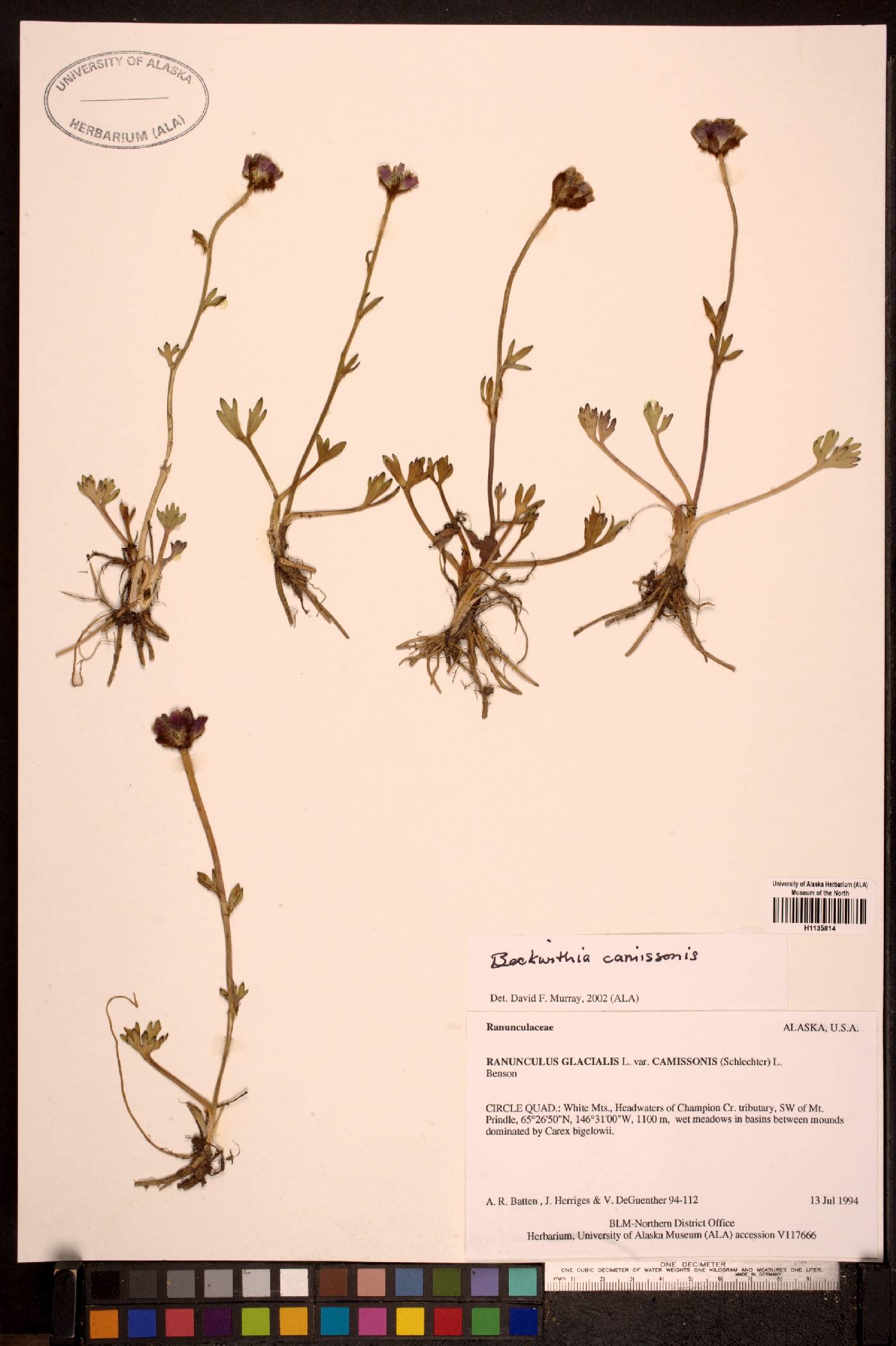 Ranunculus glacialis var. camissonis image