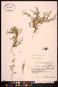 Stellaria ciliatosepala image