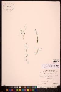 Stuckenia filiformis image