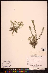 Draba aurea image