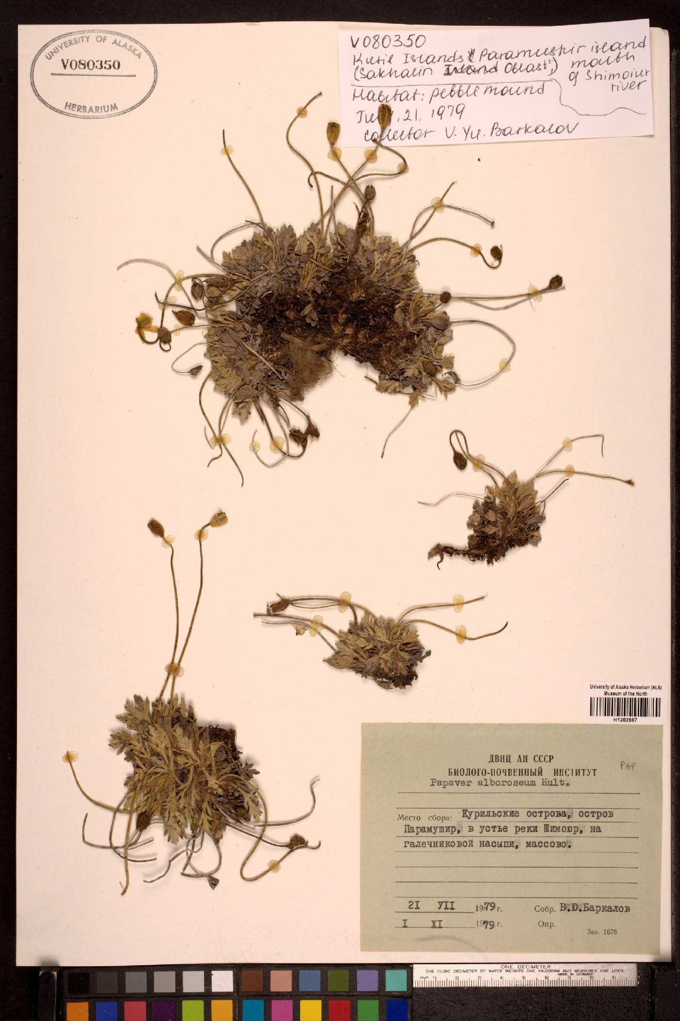 Papaver alboroseum image