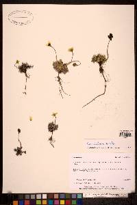 Papaver radicatum subsp. polare image