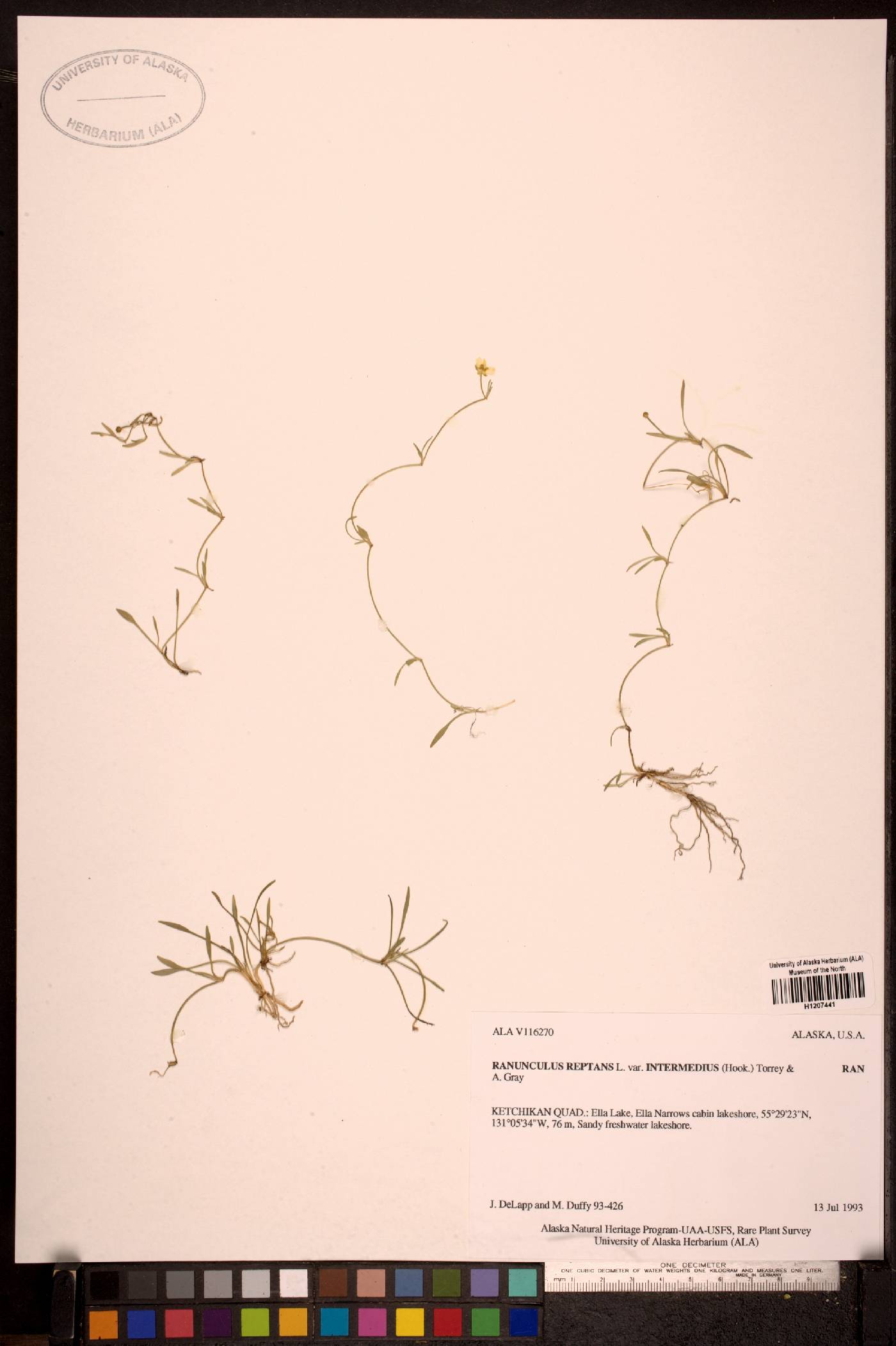 Ranunculus reptans var. intermedius image