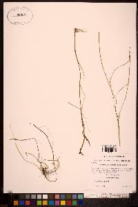 Sparganium hyperboreum image