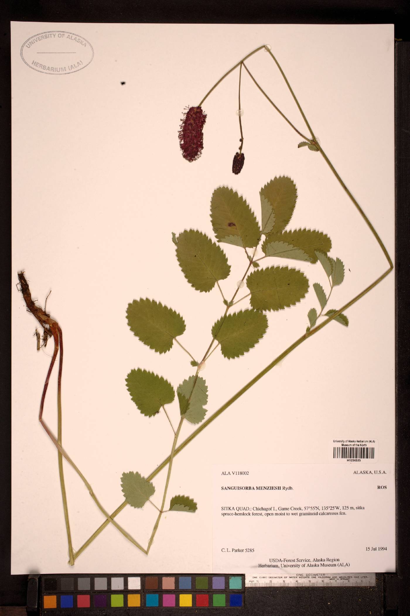 Sanguisorba menziesii image