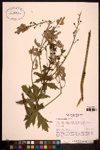 Aconitum leucostomum image