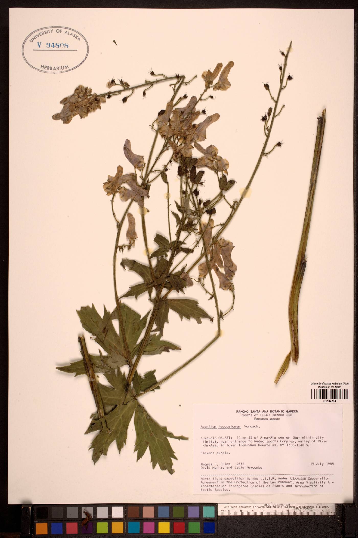 Aconitum leucostomum image