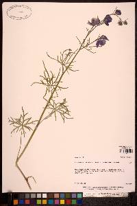 Aconitum delphiniifolium subsp. delphiniifolium image