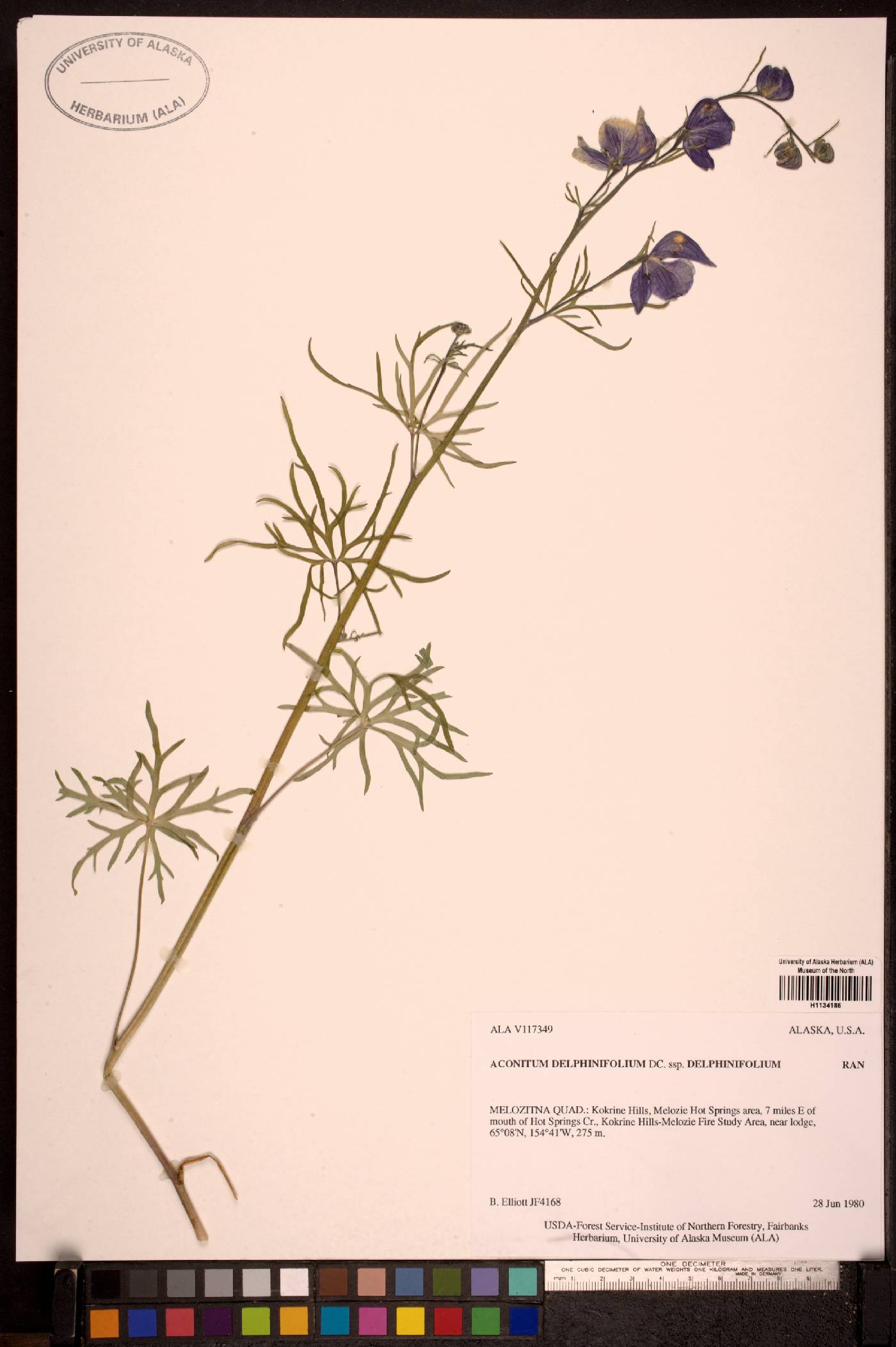 Aconitum delphiniifolium subsp. delphiniifolium image