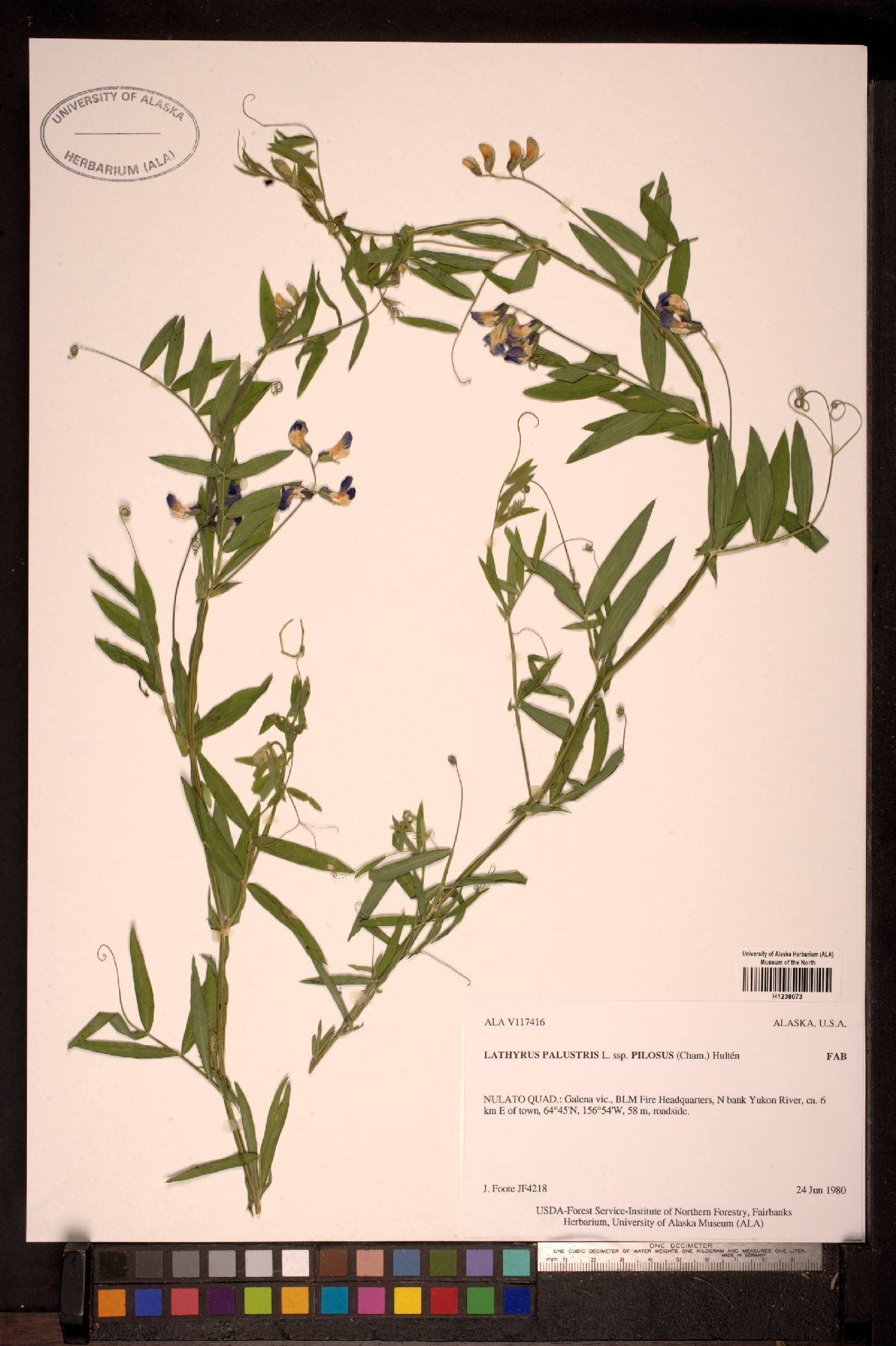 Lathyrus palustris subsp. pilosus image