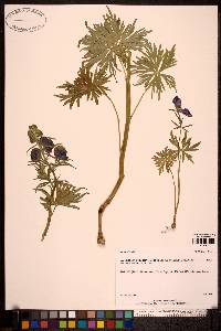 Aconitum delphiniifolium subsp. chamissonianum image