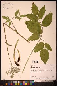 Angelica genuflexa image