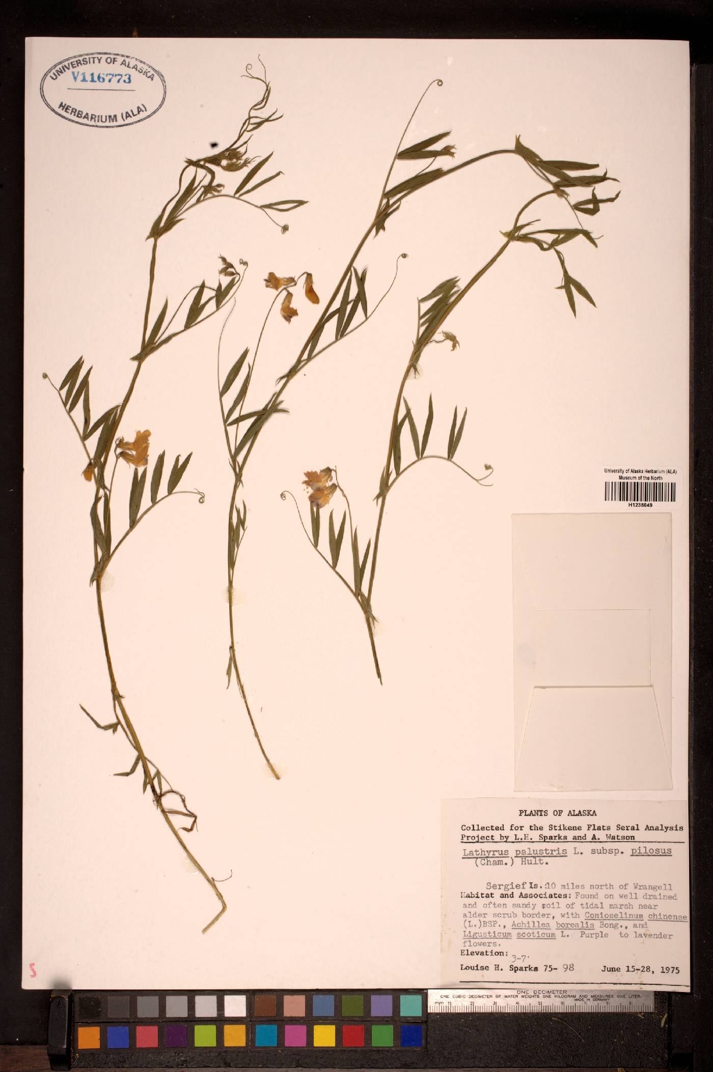 Lathyrus palustris subsp. pilosus image