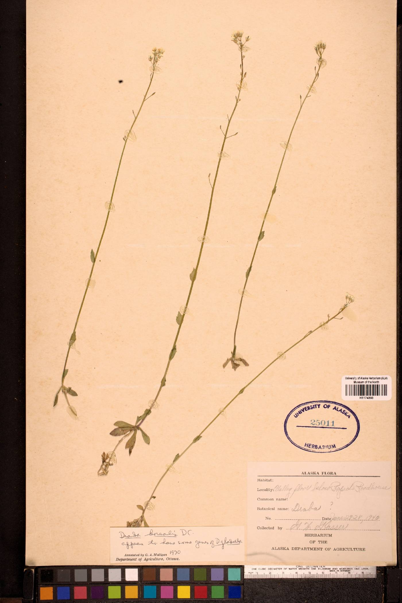 Draba borealis image