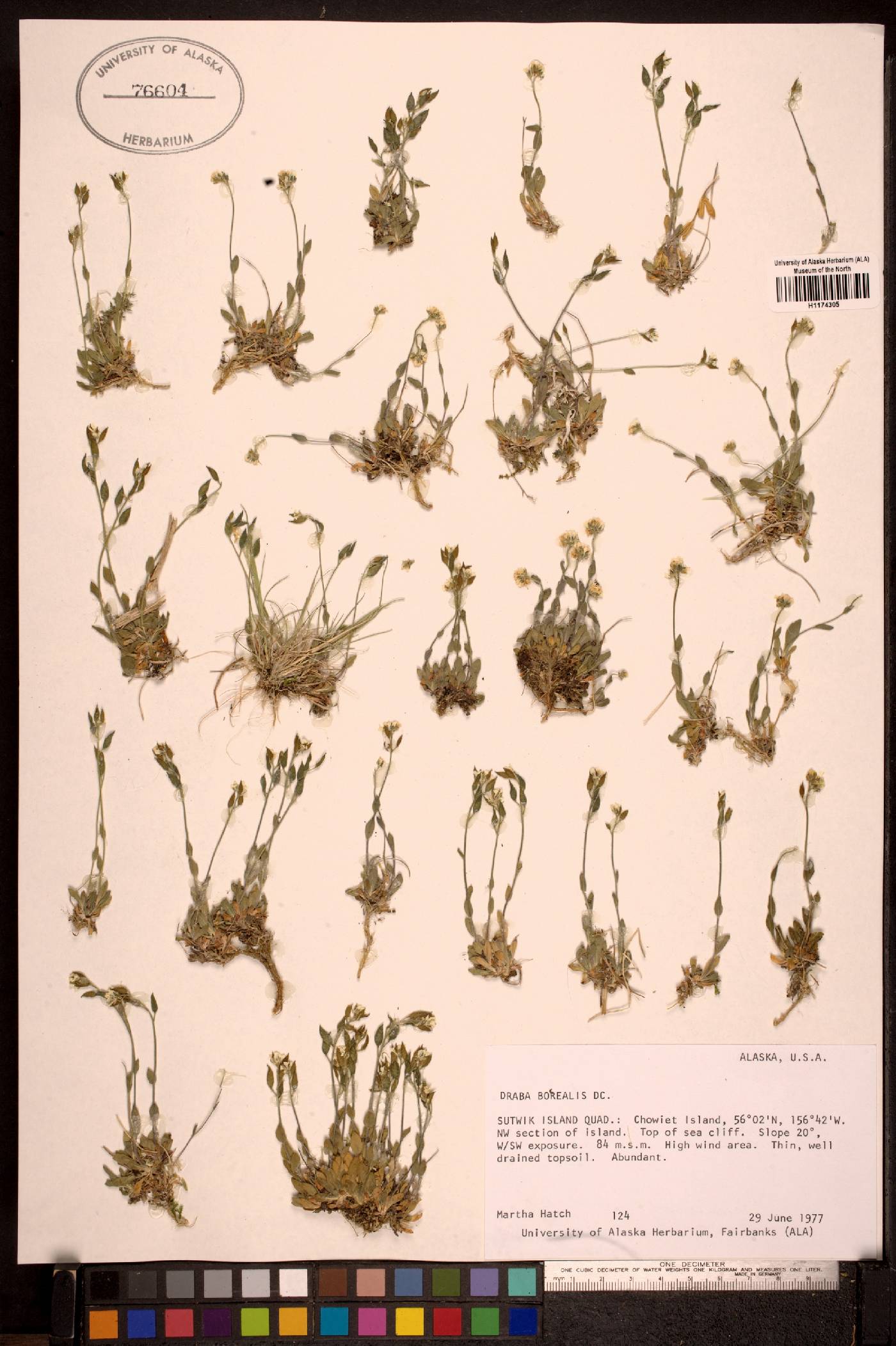 Draba borealis image