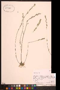 Draba cana image