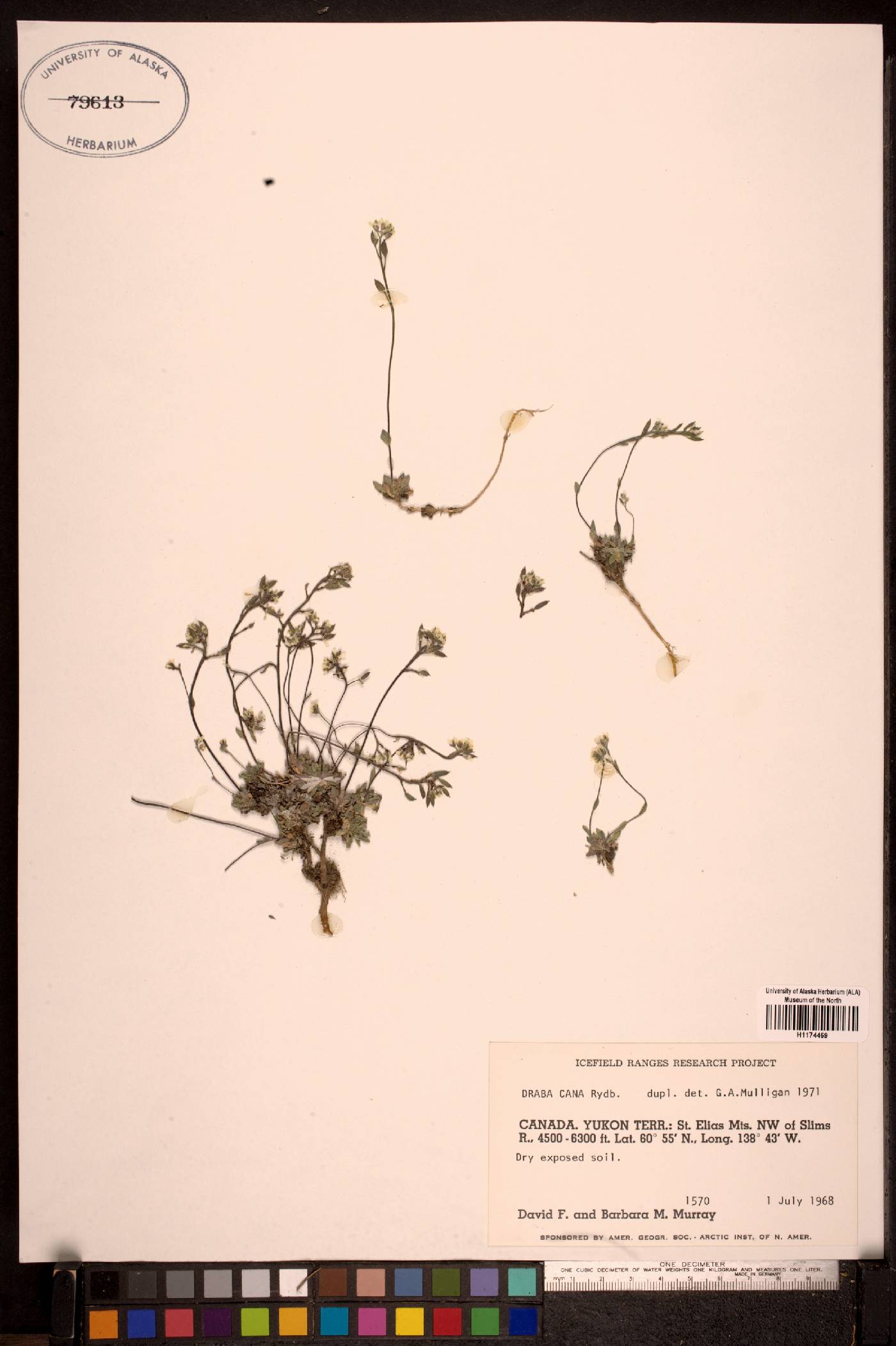 Draba cana image