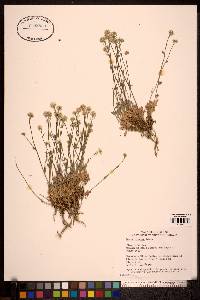 Draba cinerea image