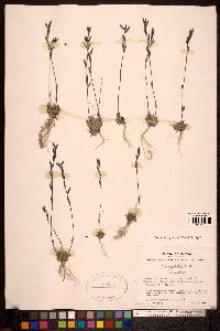 Draba glabella image