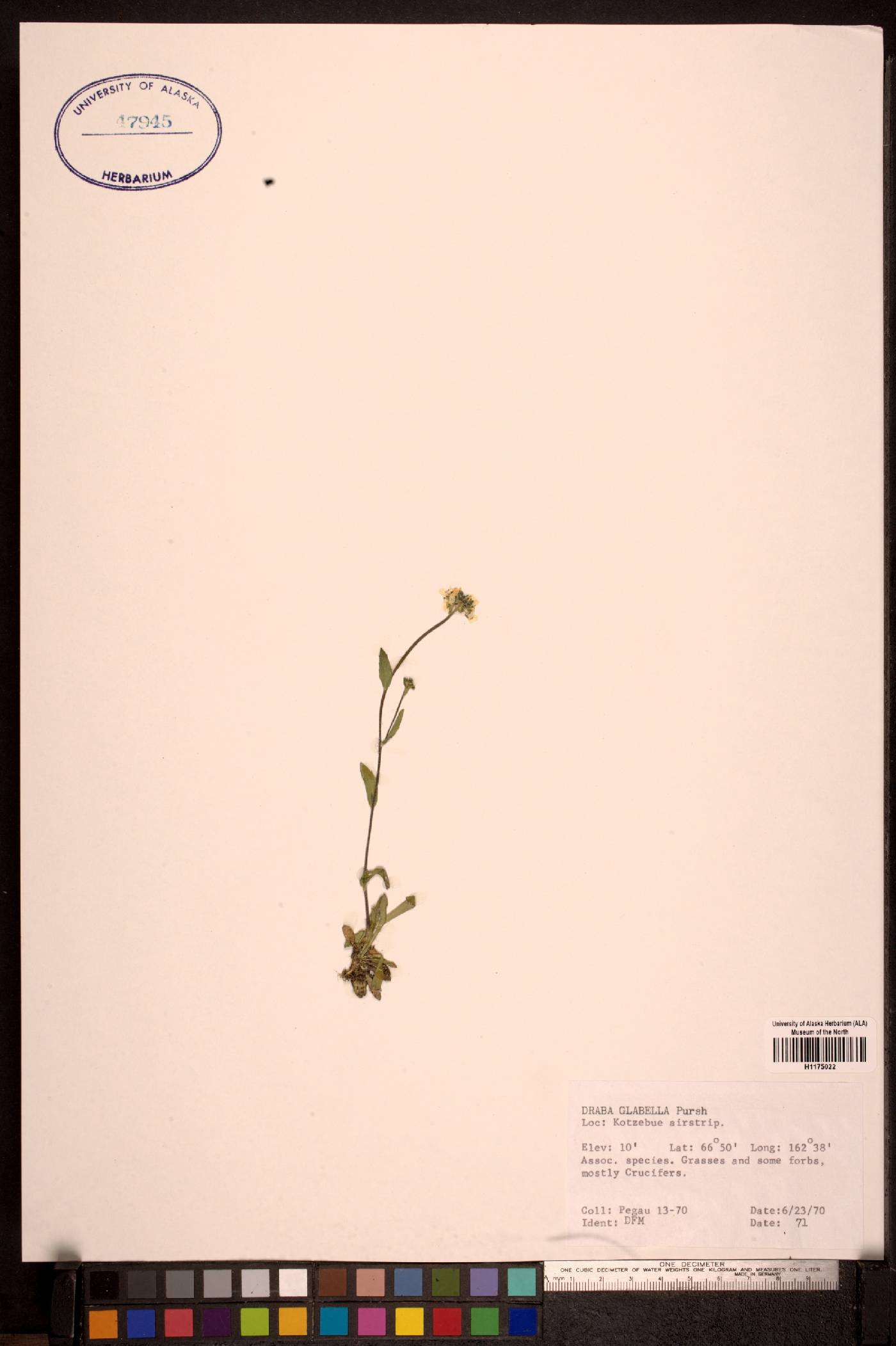 Draba glabella image