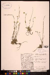 Draba glabella image