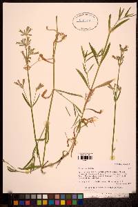 Silene nutans image