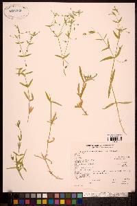 Stellaria borealis subsp. sitchana image