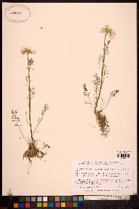 Cardamine pratensis image