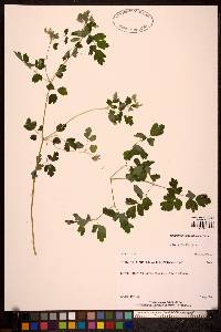 Thalictrum sparsiflorum image