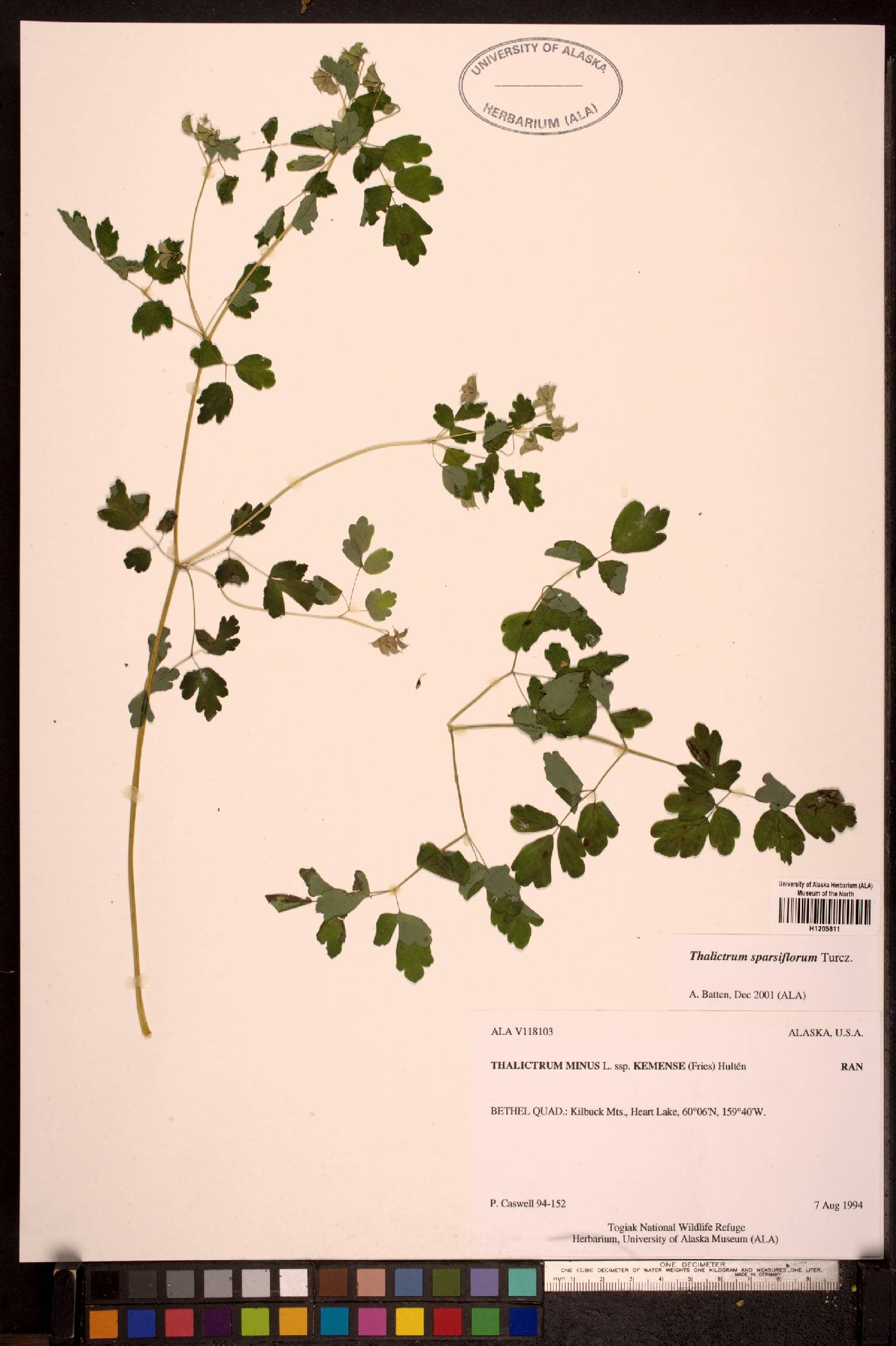 Thalictrum sparsiflorum image