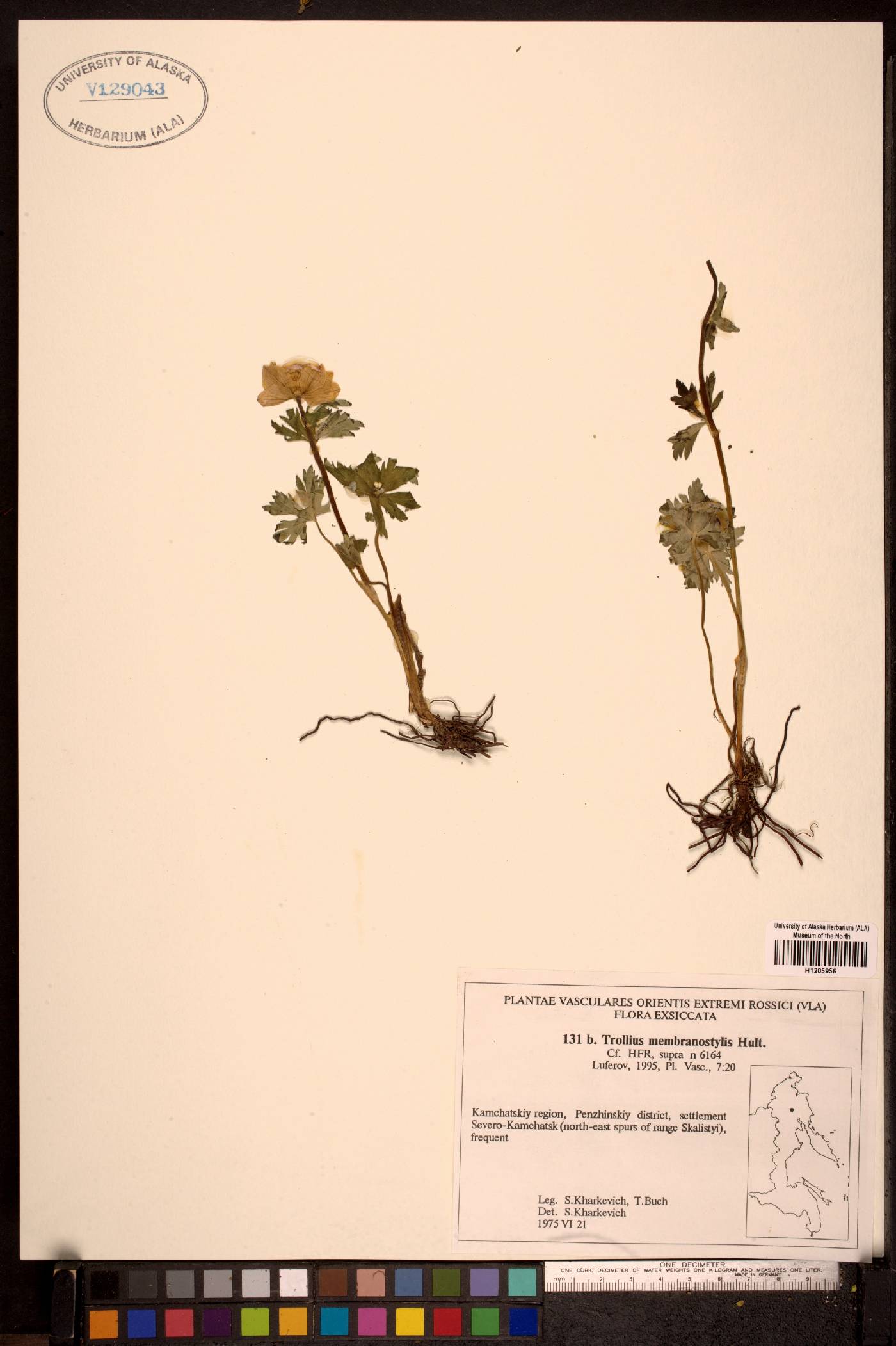 Trollius membranostylis image