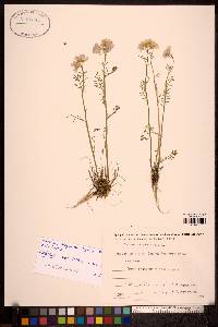 Cardamine pratensis image