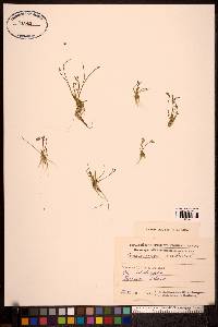 Cardamine pratensis image