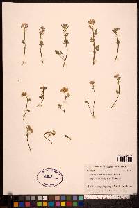 Cardamine purpurea image