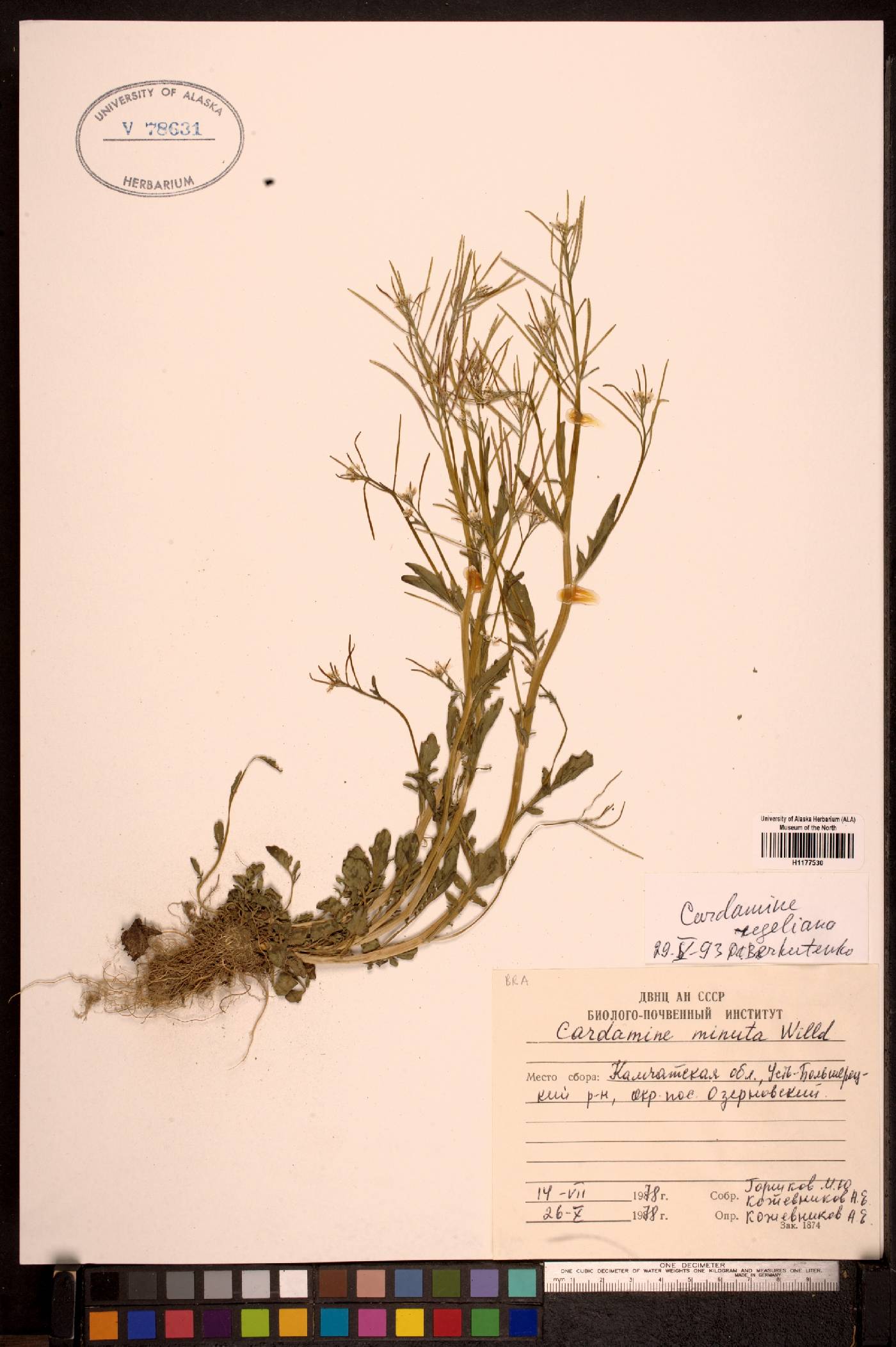 Cardamine regeliana image