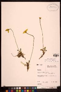 Papaver macounii subsp. discolor image