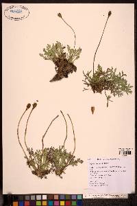 Papaver mcconnellii image