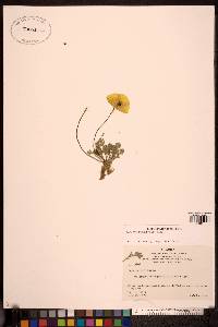 Papaver mcconnellii image