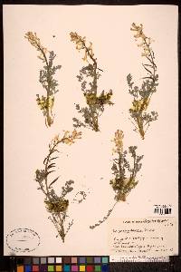 Corydalis aurea image