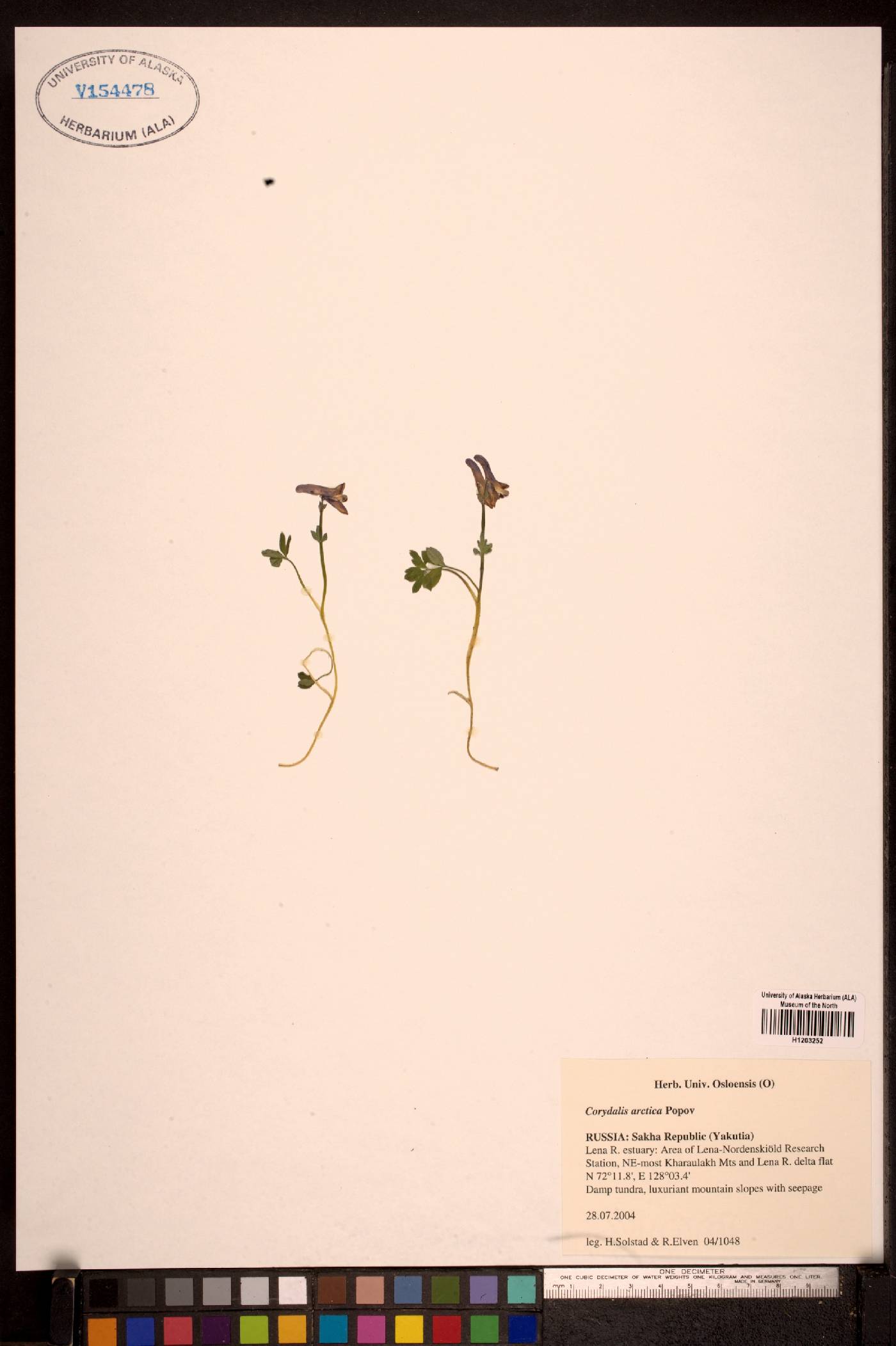 Corydalis arctica image