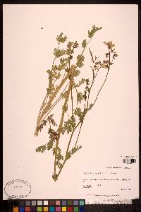 Capnoides sempervirens image