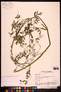 Corydalis sibirica image