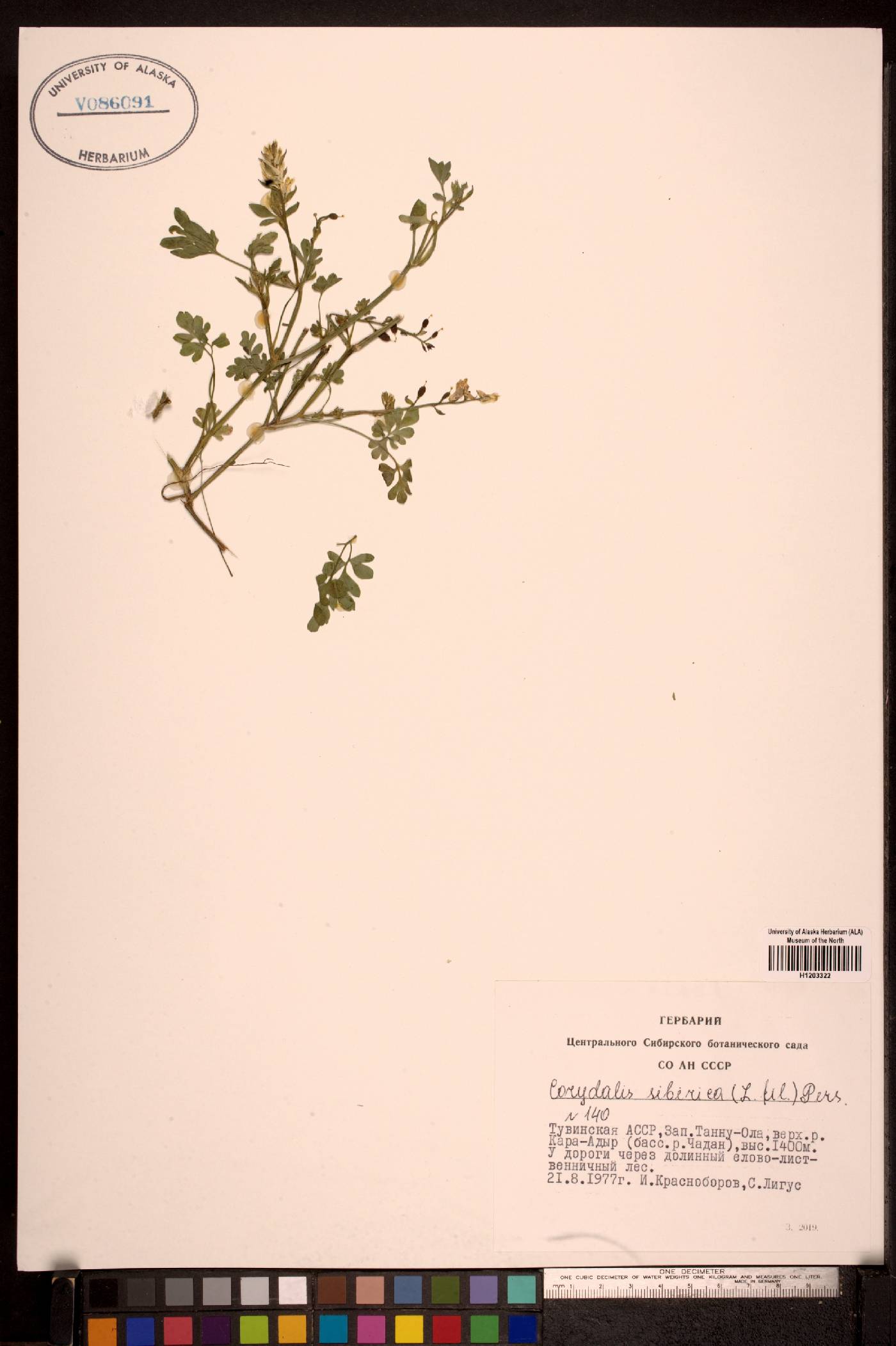 Corydalis sibirica image