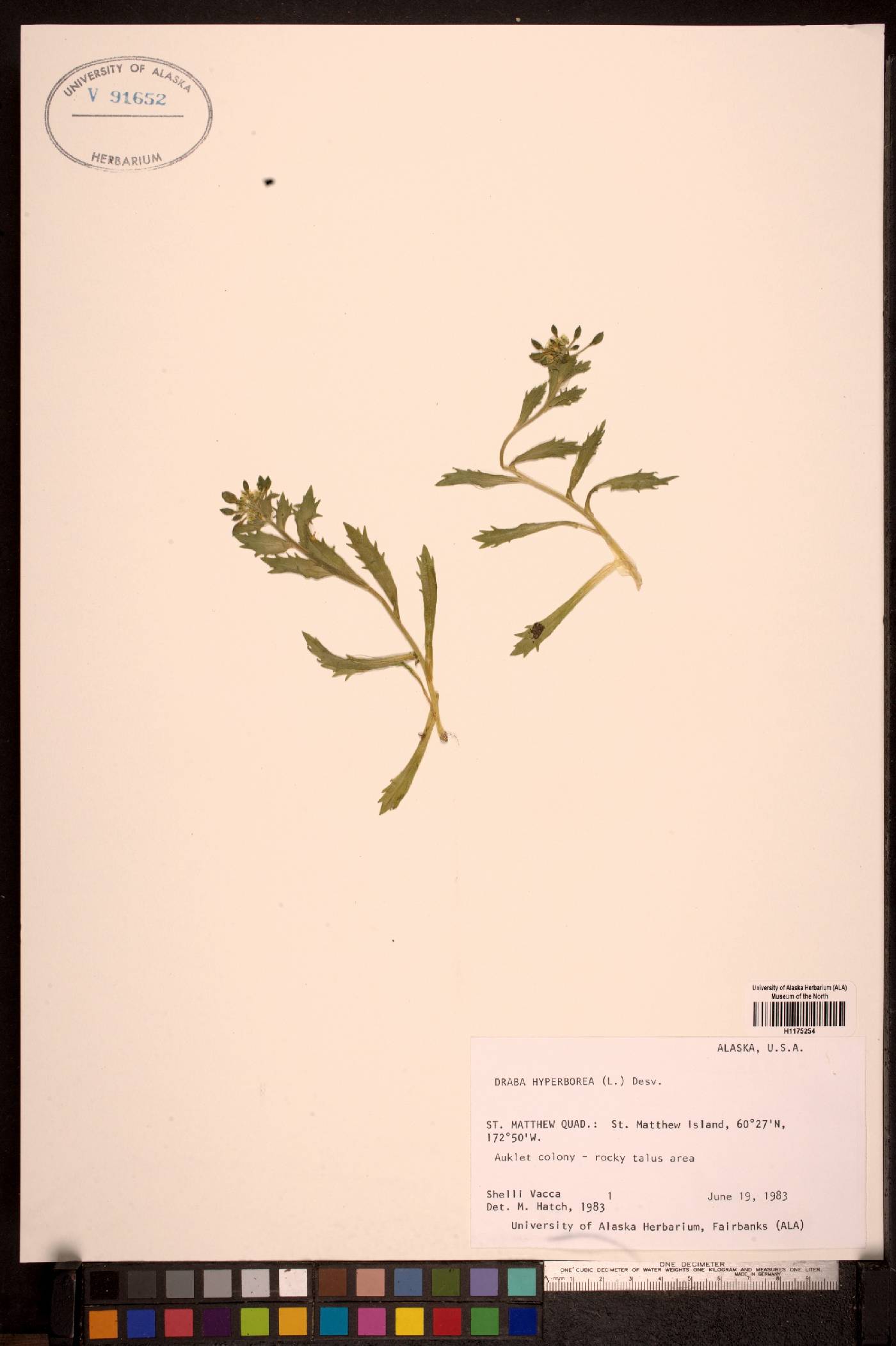 Draba grandis image