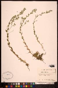 Draba incana image